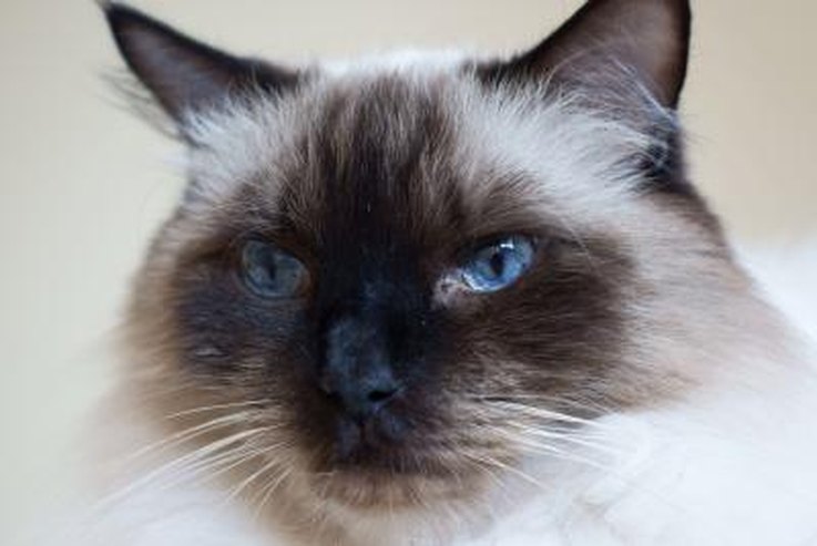 How Much Do Ragdoll Cats Cost? | Cuteness.com