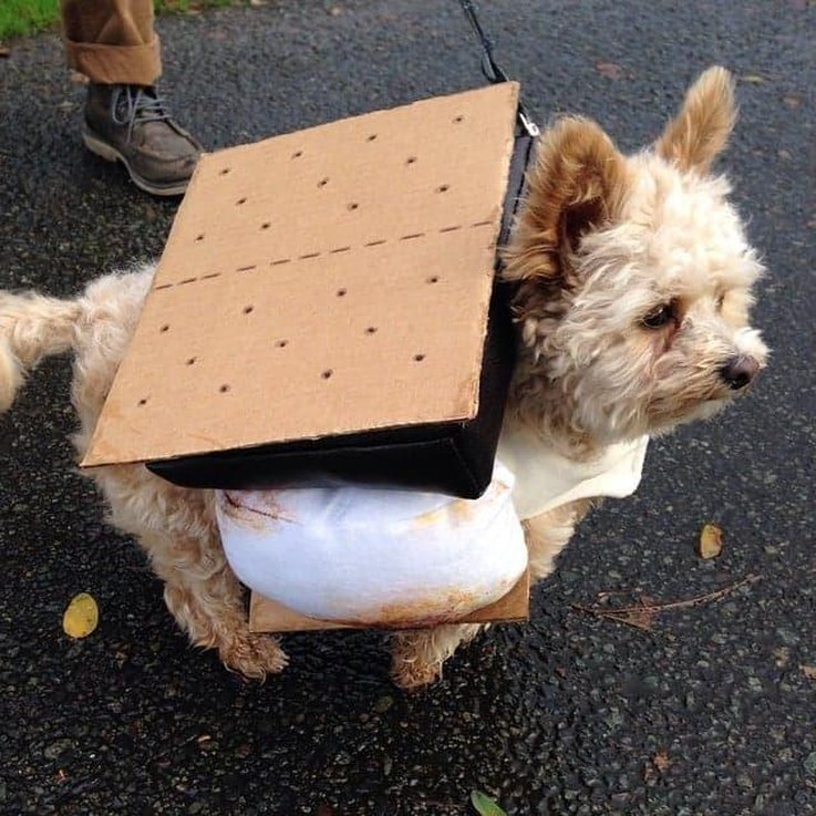 These Pets Dressed As Food Are The Best Thing Since Sliced Bread | Cuteness