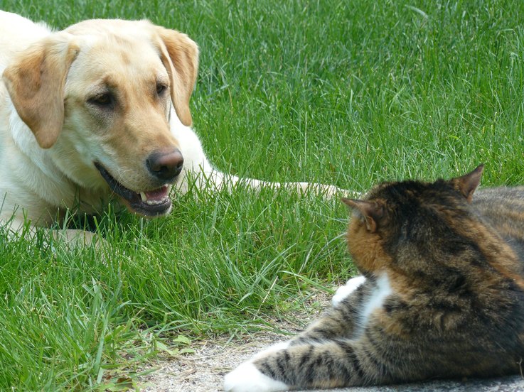 11 Dog Breeds That Get Along With Cats Cuteness