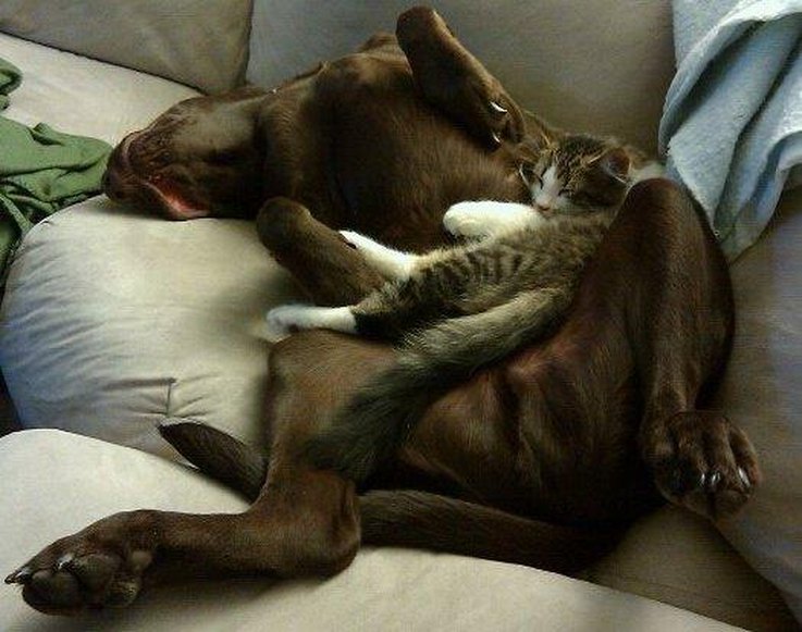 11 Dog Breeds That Get Along With Cats Cuteness