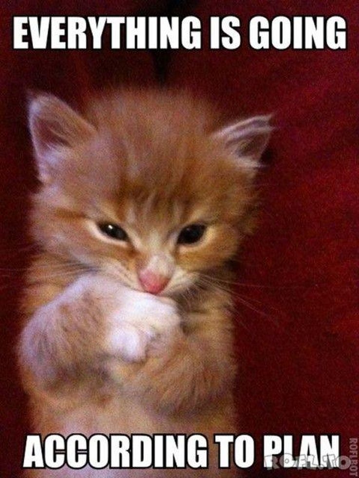 cute evil kitten