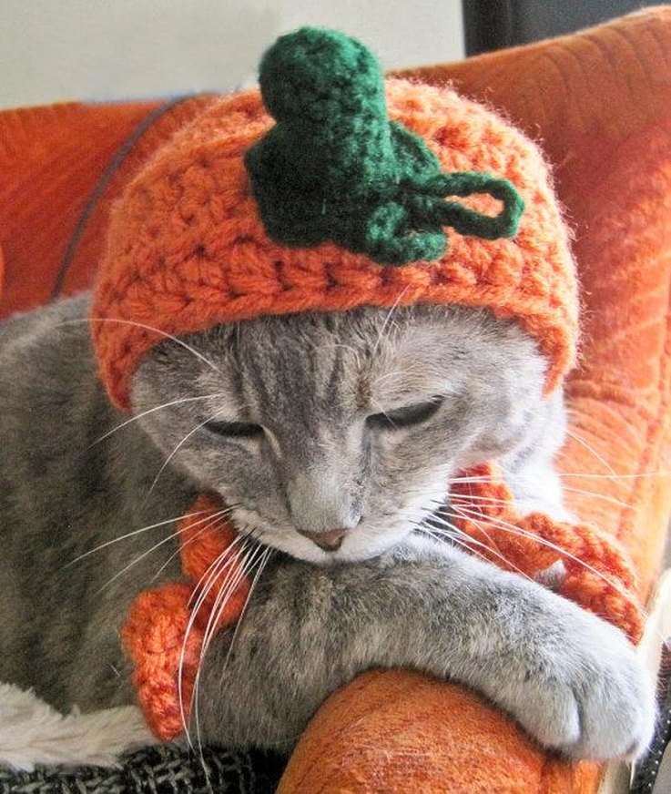 20 Super DIY-able Costumes For Cats | Cuteness