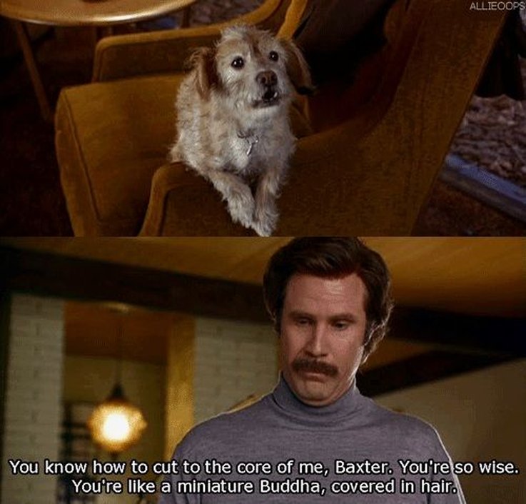 11-reasons-why-baxter-from-anchorman-is-one-of-our-favorite-movie-dogs
