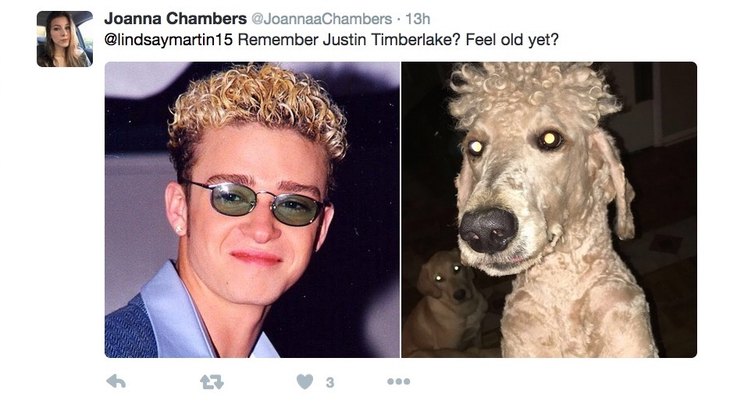 mom-cuts-poodles-hair-to-resemble-90s-justin-timberlake