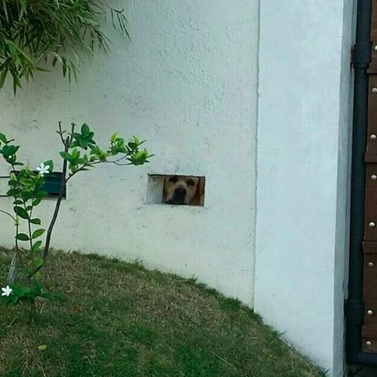 16-dogs-spying-on-you-is-the-best-thing-ever
