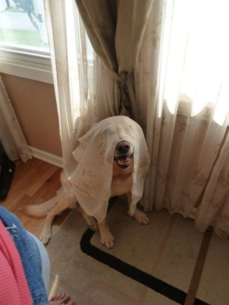 16-dogs-spying-on-you-is-the-best-thing-ever